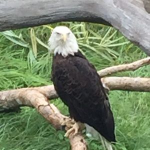 Meet your Posher, Susie